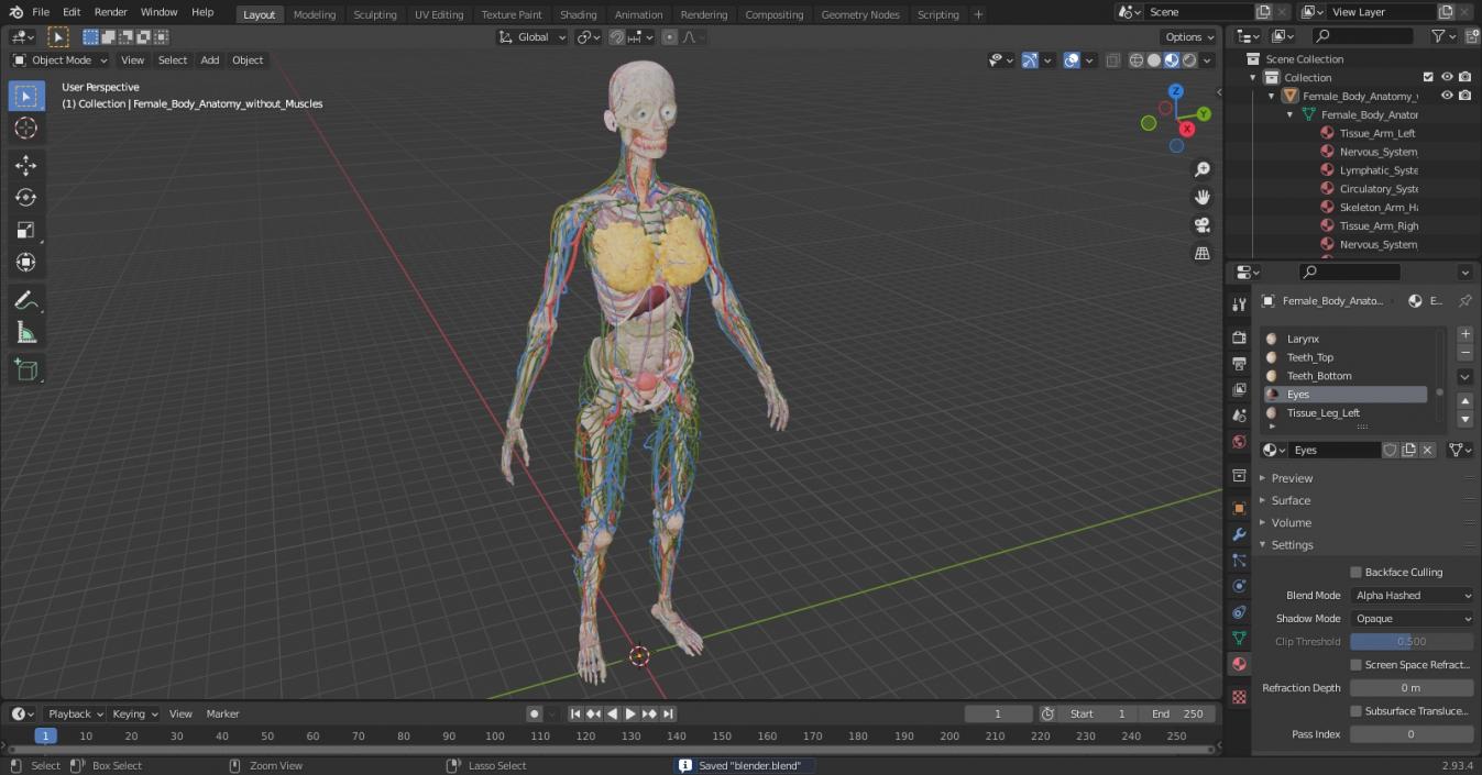 3D model Female Body Anatomy without Muscles