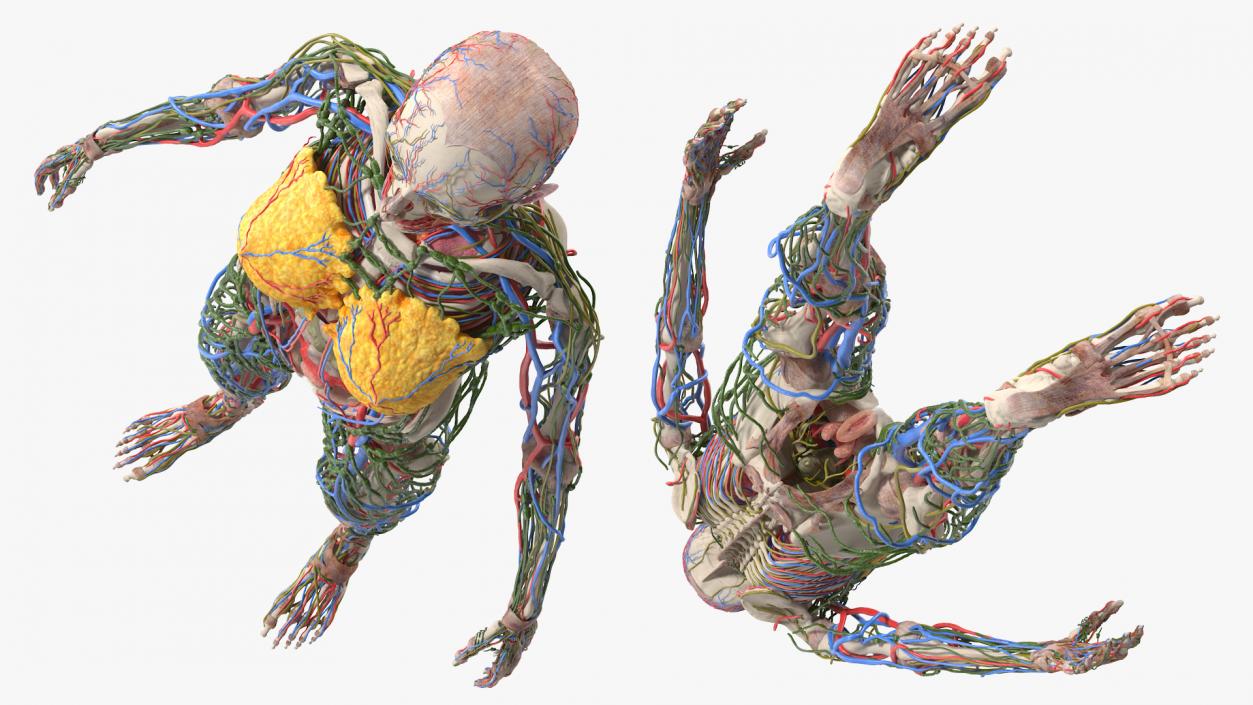 3D model Female Body Anatomy without Muscles