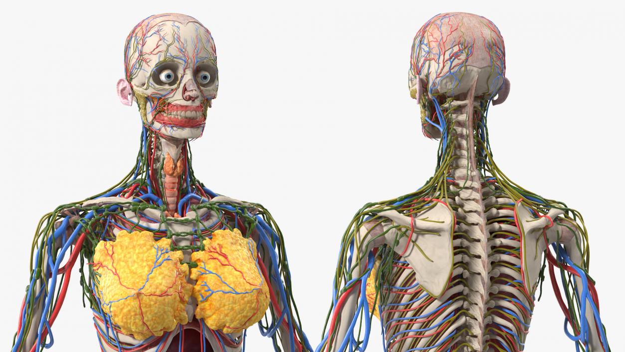 3D model Female Body Anatomy without Muscles