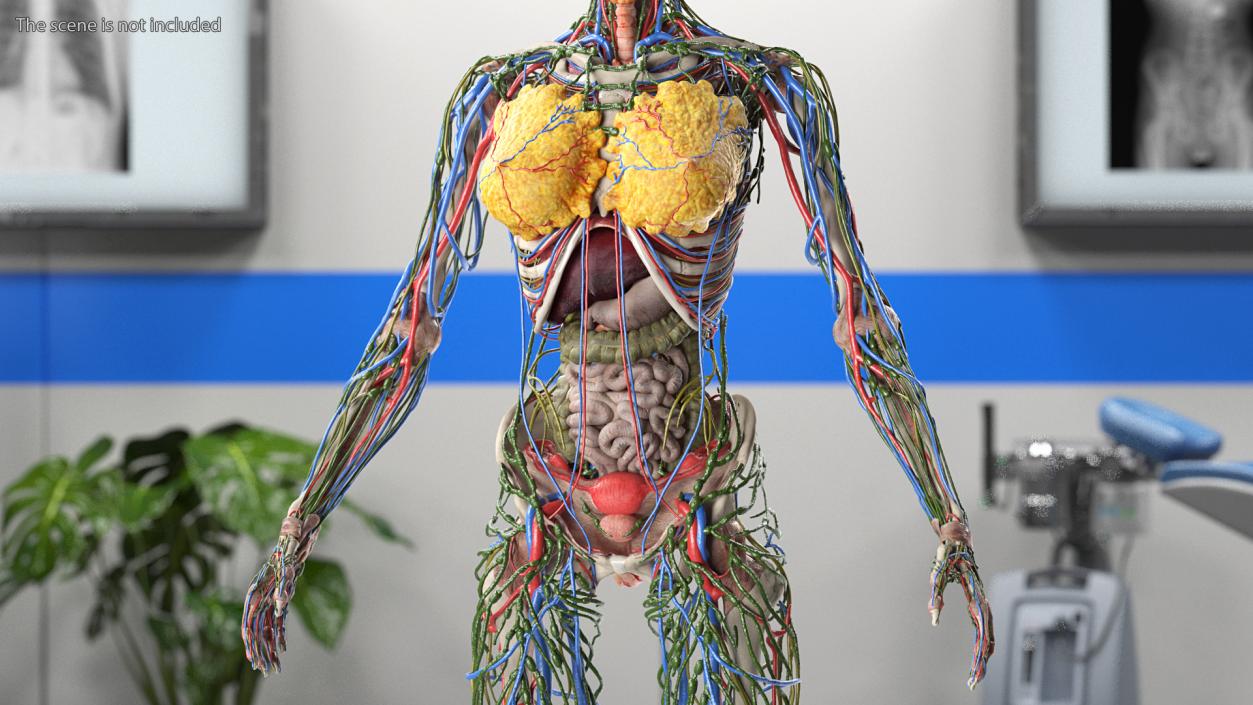 3D model Female Body Anatomy without Muscles