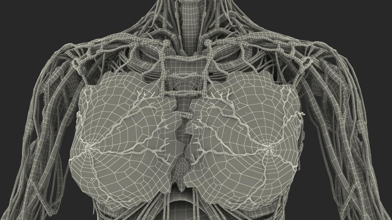 3D model Female Body Anatomy without Muscles