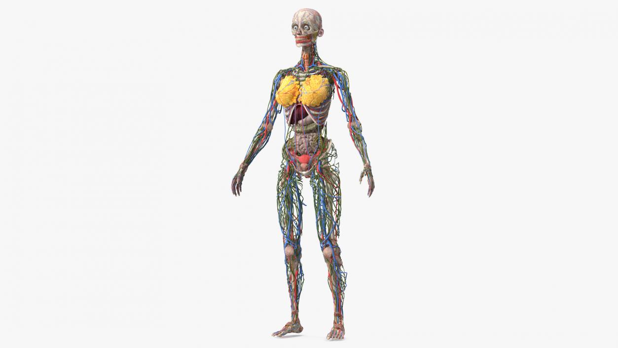 3D model Female Body Anatomy without Muscles