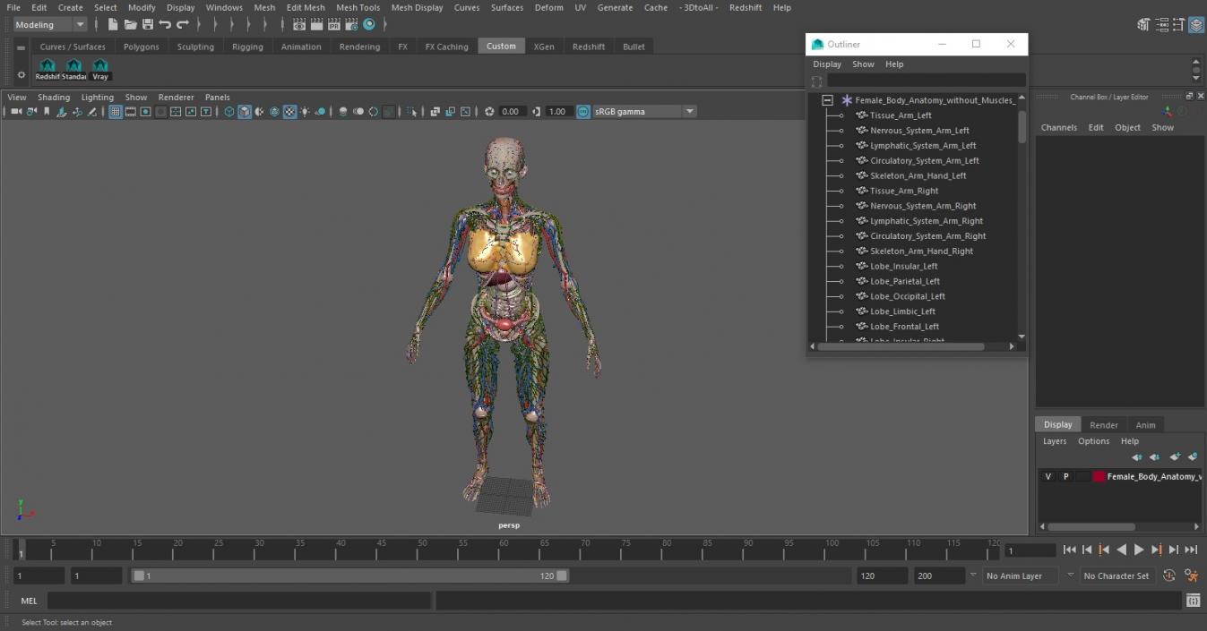 3D model Female Body Anatomy without Muscles