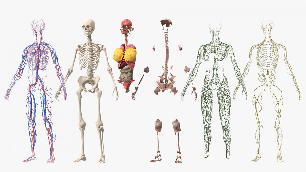 3D model Female Body Anatomy without Muscles