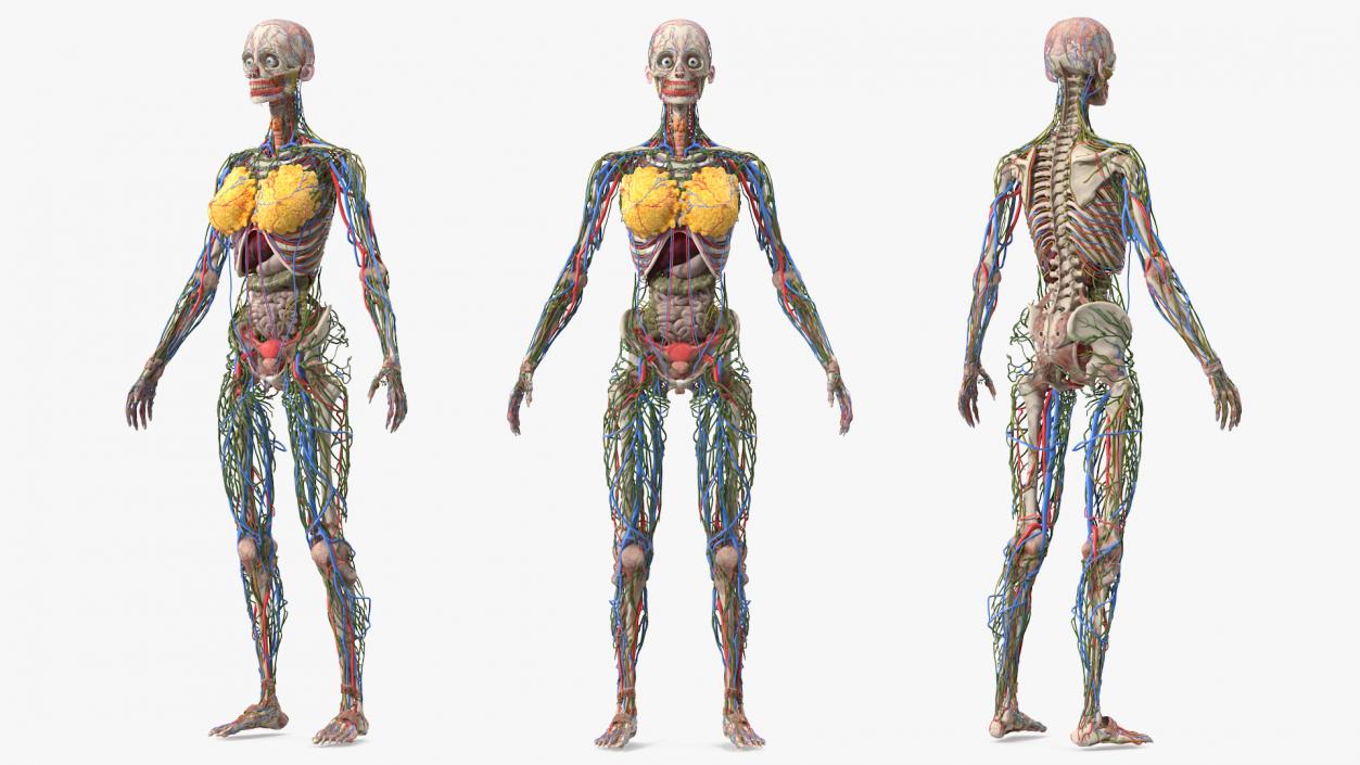 3D model Female Body Anatomy without Muscles