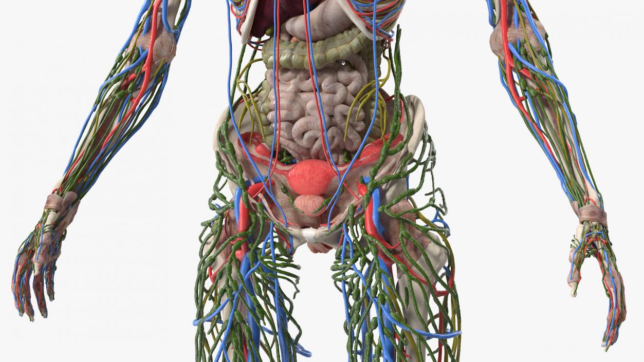 3D model Female Body Anatomy without Muscles