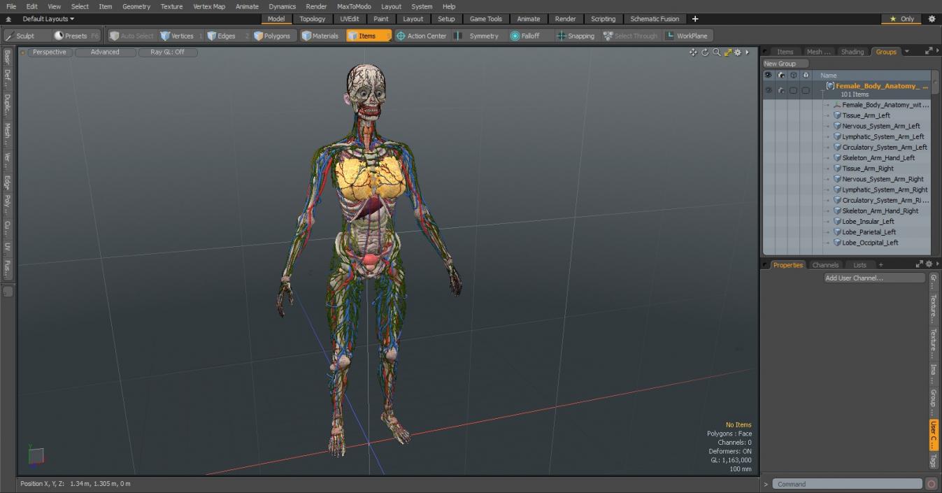 3D model Female Body Anatomy without Muscles