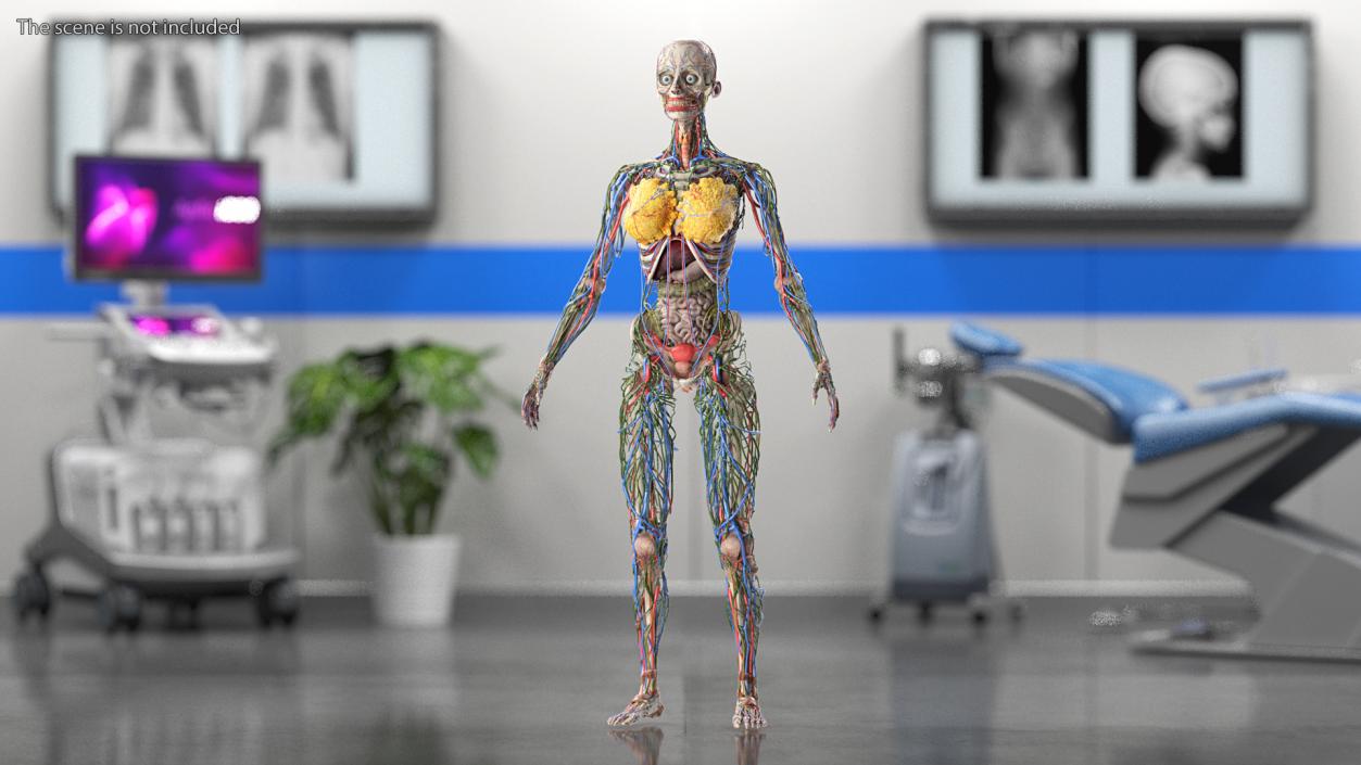 3D model Female Body Anatomy without Muscles