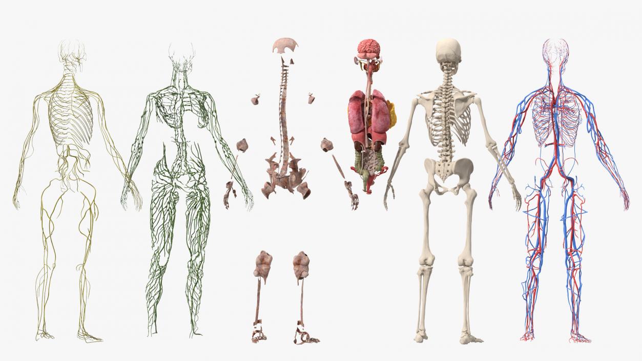 3D model Female Body Anatomy without Muscles