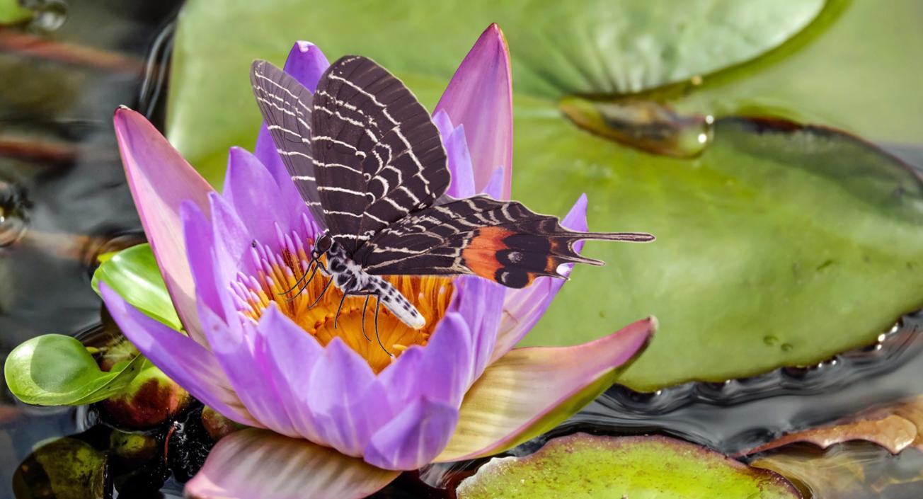 Butterflies Collection 3 3D model