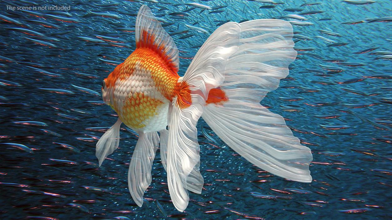 3D model White Goldfish Aquarium Fish Rigged