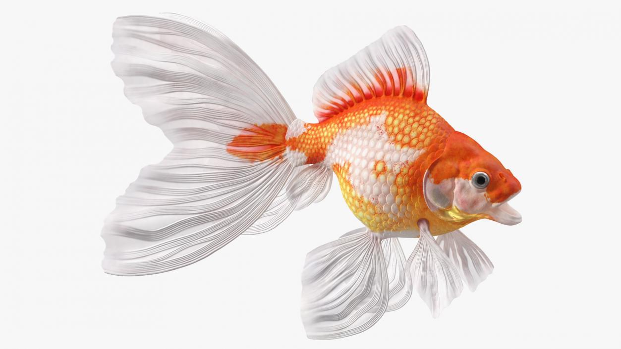 3D model White Goldfish Aquarium Fish Rigged