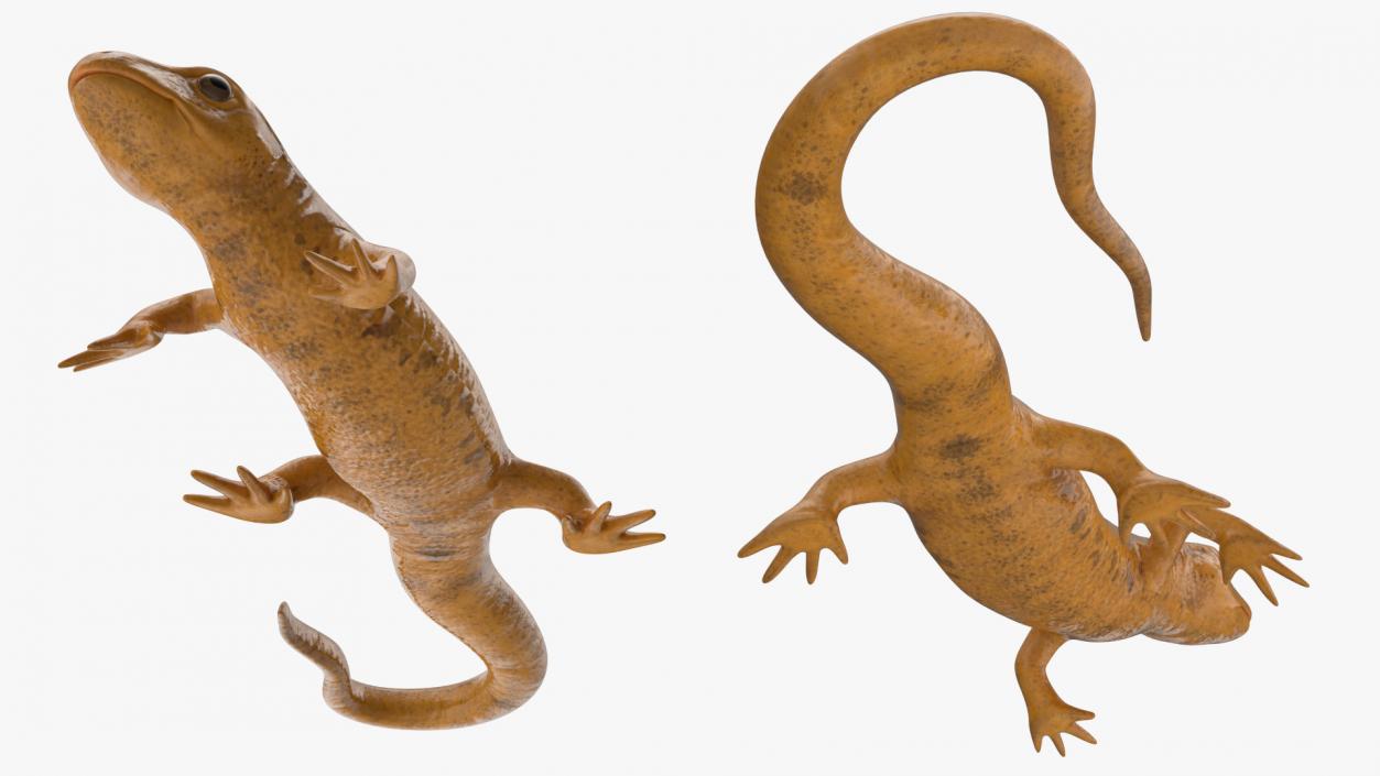 European Newt Crawling Pose 3D