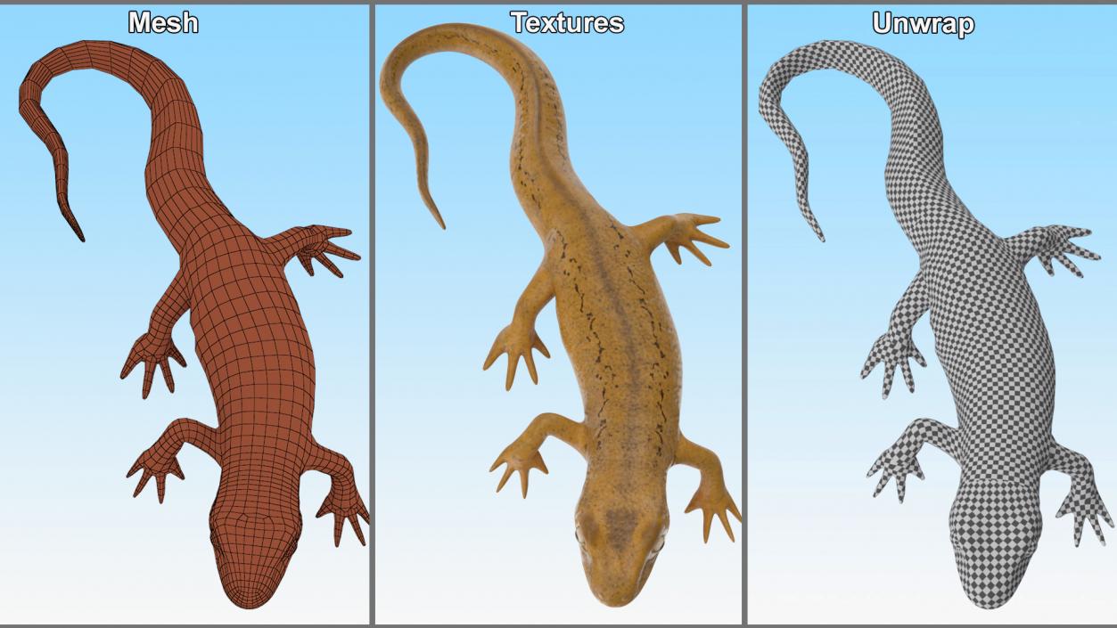 European Newt Crawling Pose 3D