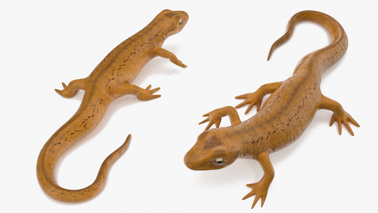 European Newt Crawling Pose 3D