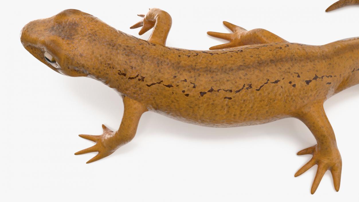 European Newt Crawling Pose 3D