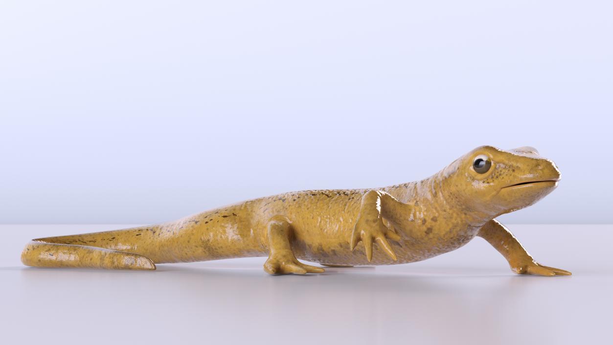 European Newt Crawling Pose 3D