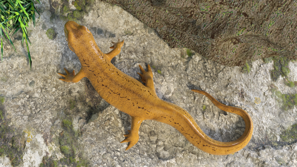 European Newt Crawling Pose 3D