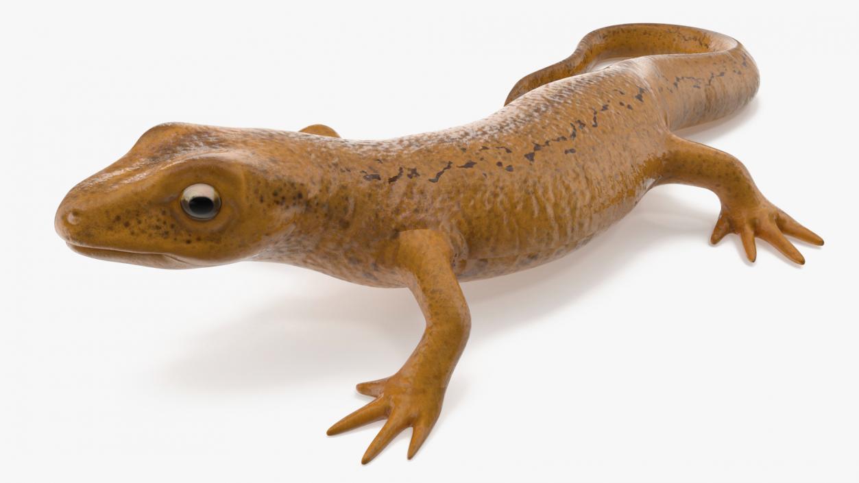 European Newt Crawling Pose 3D