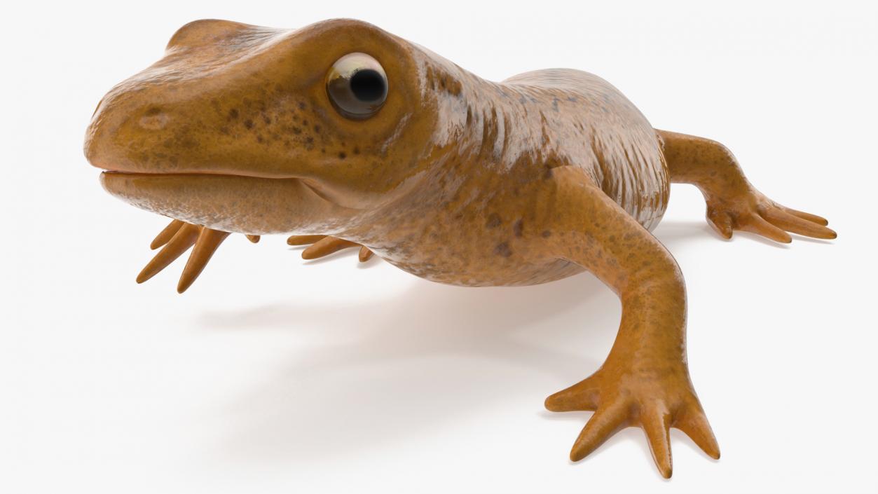 European Newt Crawling Pose 3D