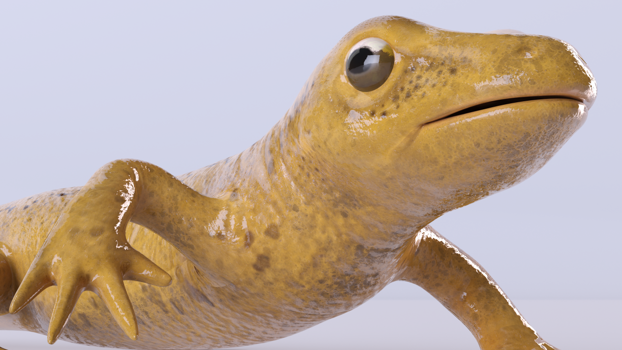 European Newt Crawling Pose 3D