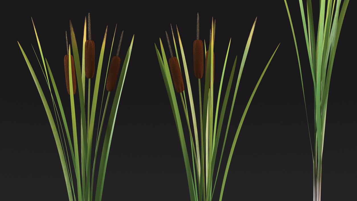 3D Cattail Aquatic Plant