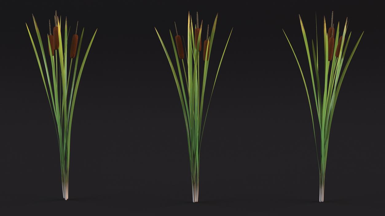 3D Cattail Aquatic Plant