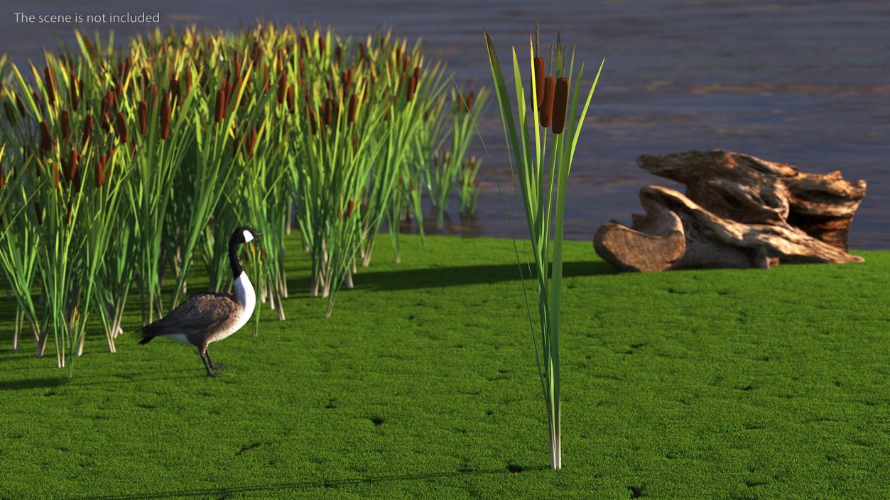 3D Cattail Aquatic Plant