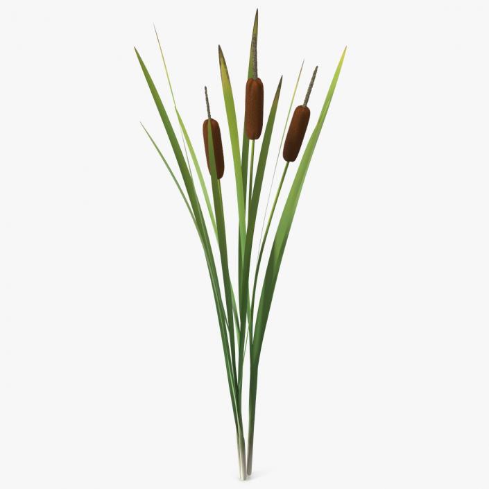 3D Cattail Aquatic Plant