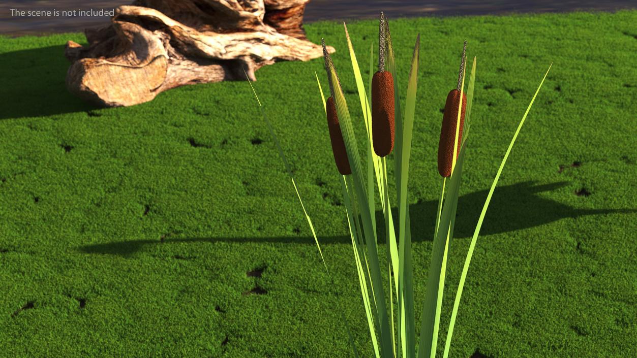 3D Cattail Aquatic Plant