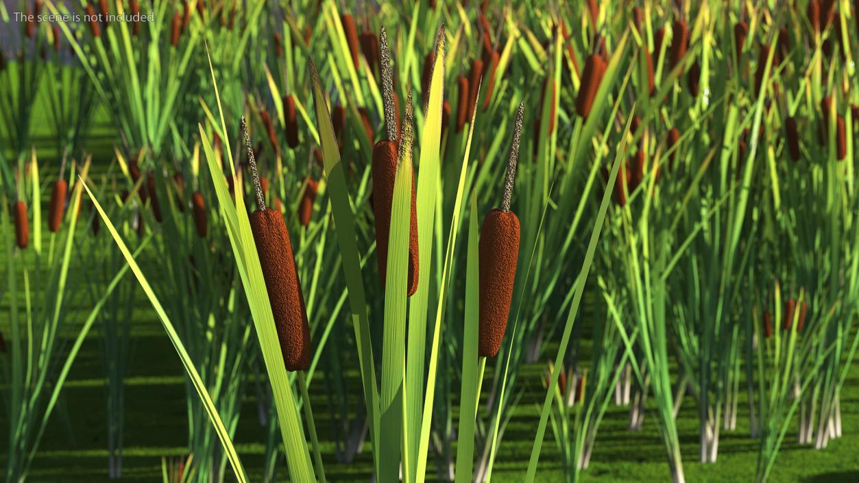 3D Cattail Aquatic Plant