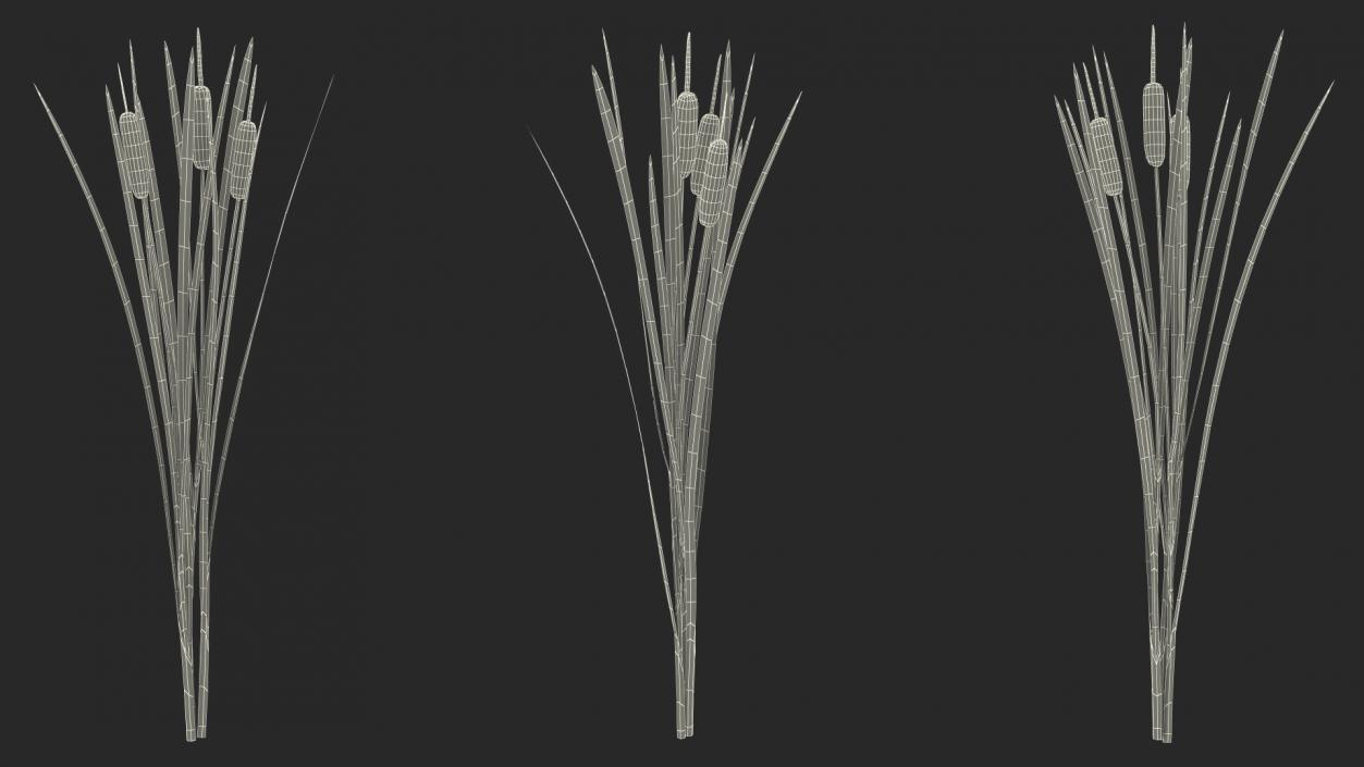 3D Cattail Aquatic Plant