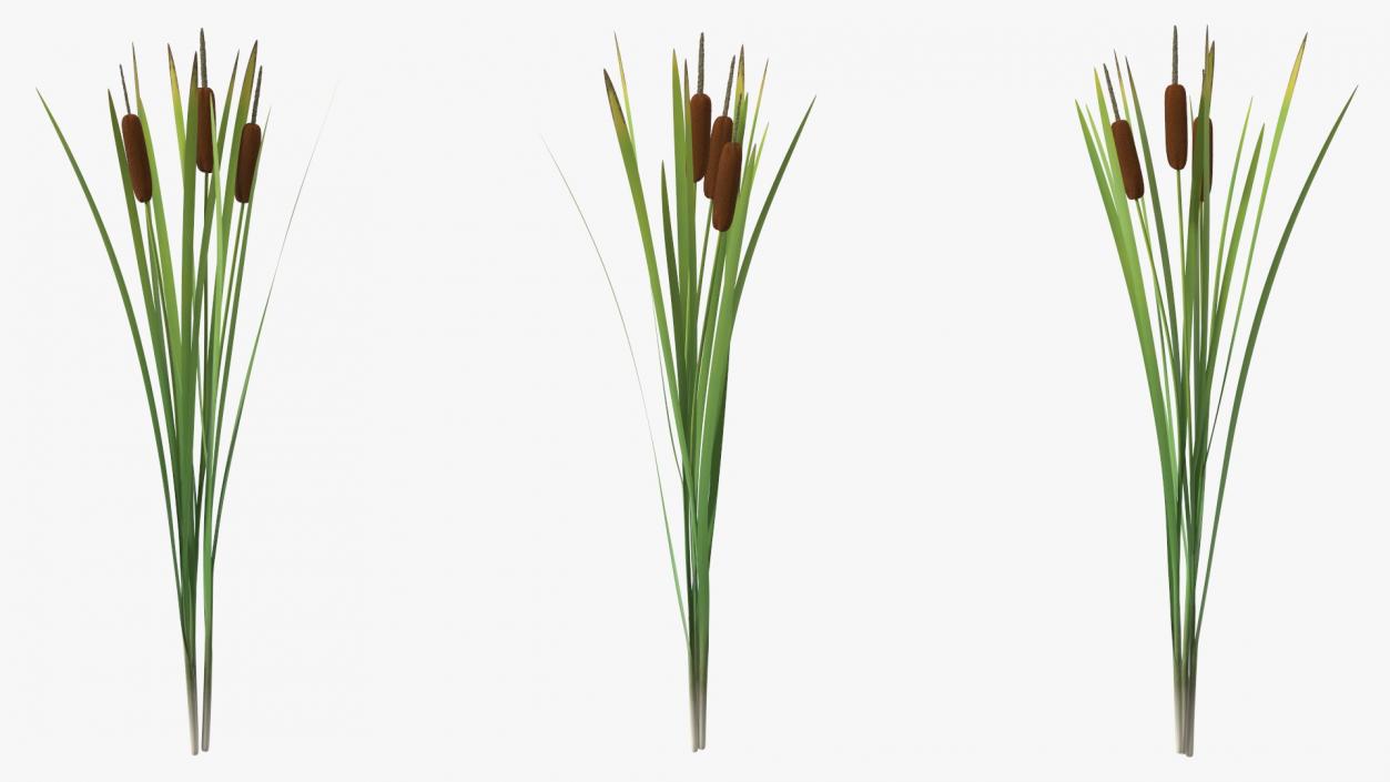 3D Cattail Aquatic Plant