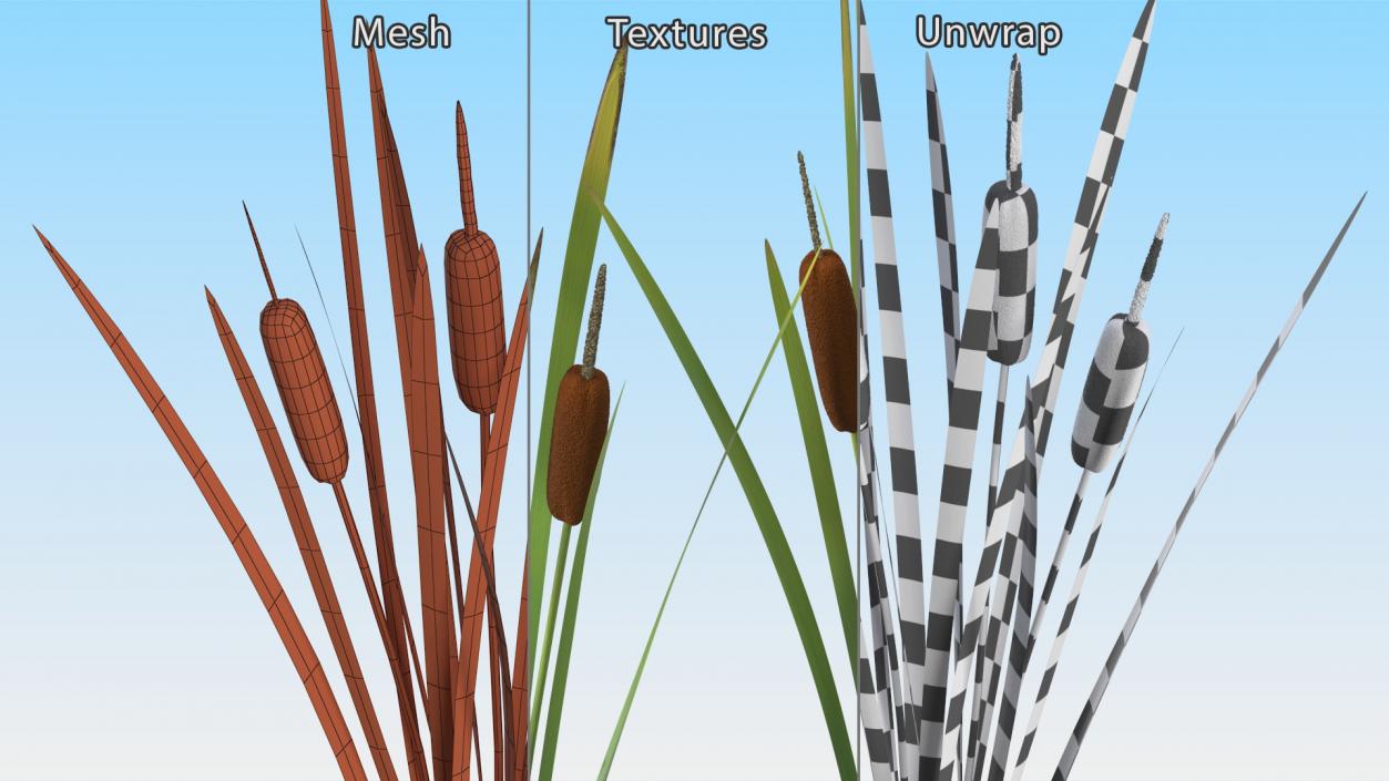 3D Cattail Aquatic Plant