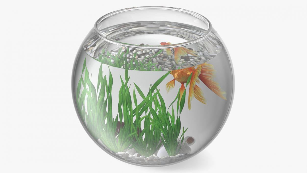 3D Round Aquariums with Fishes Collection model