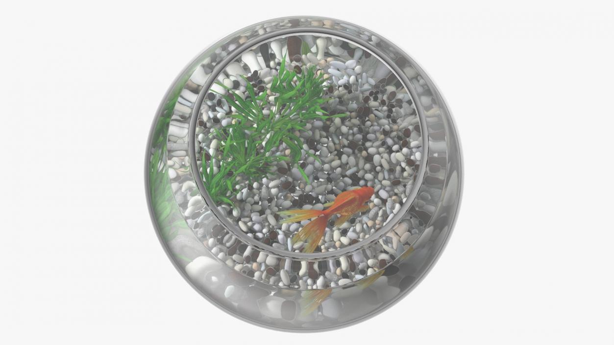 3D Round Aquariums with Fishes Collection model