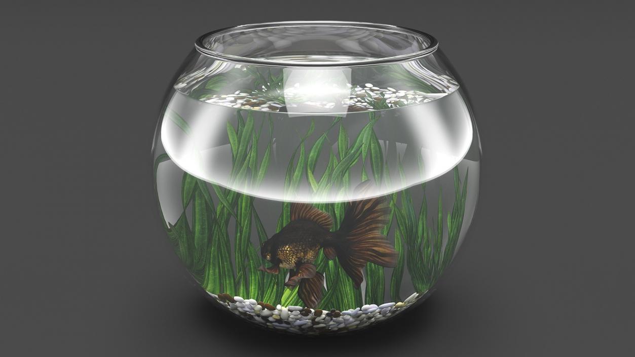 3D Round Aquariums with Fishes Collection model