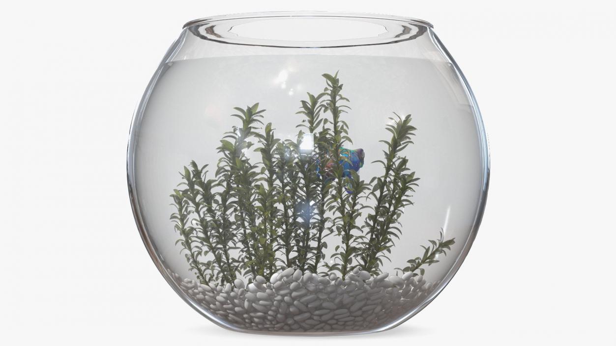 3D Round Aquariums with Fishes Collection model