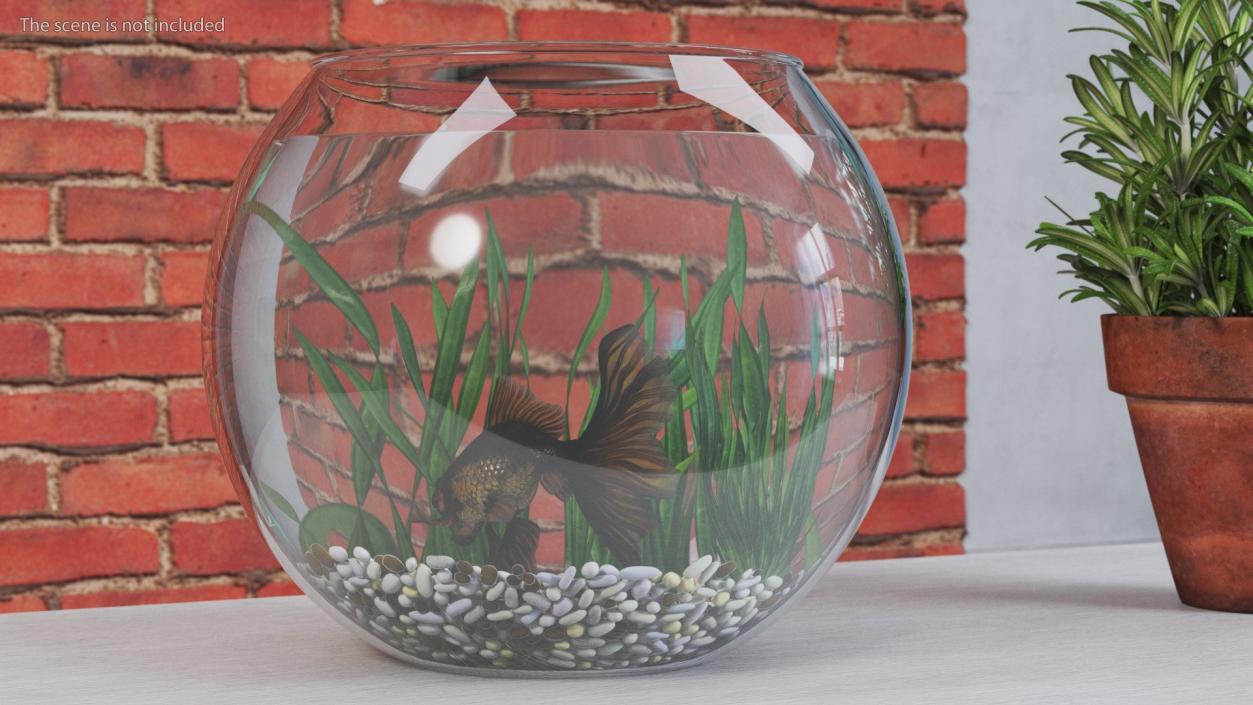 3D Round Aquariums with Fishes Collection model