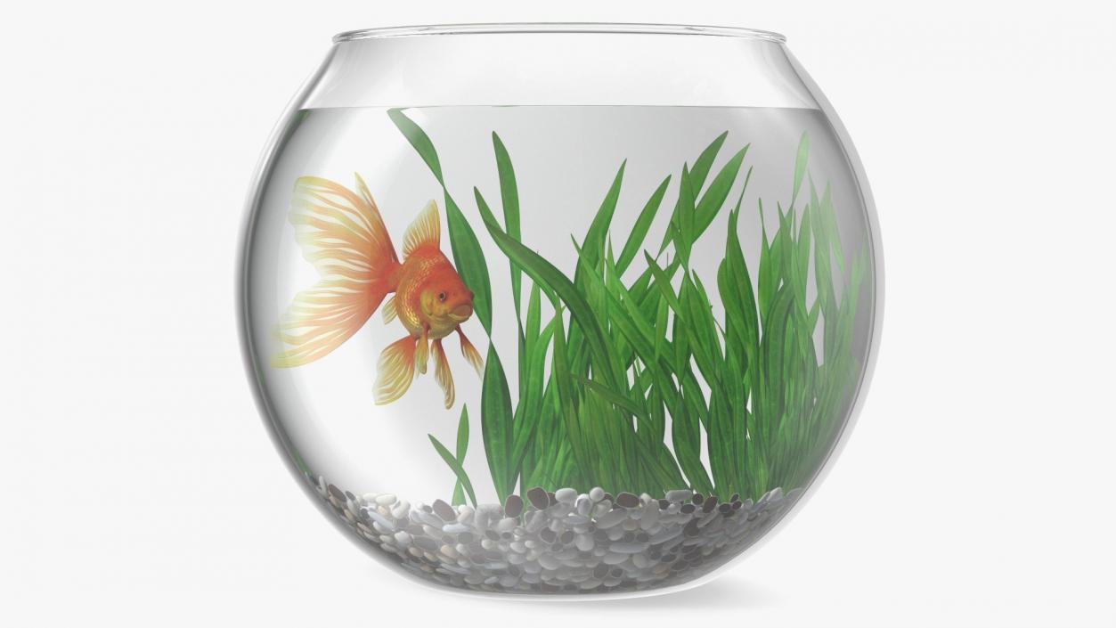 3D Round Aquariums with Fishes Collection model