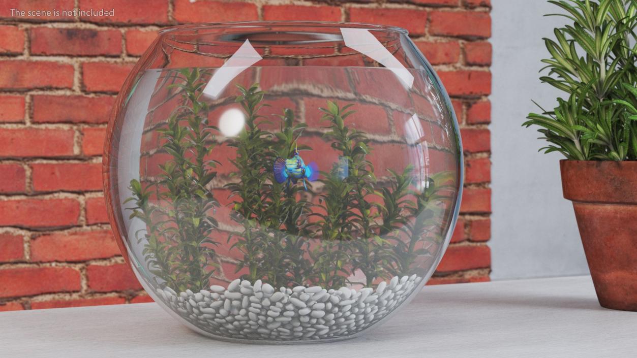 3D Round Aquariums with Fishes Collection model