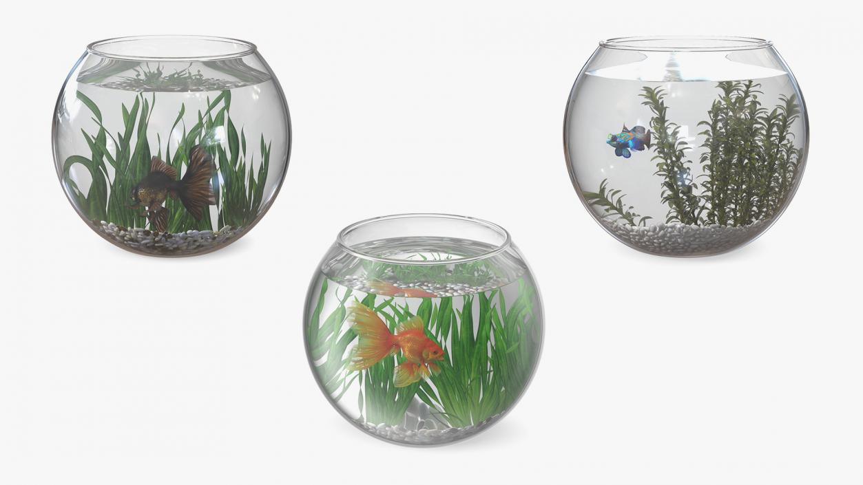 3D Round Aquariums with Fishes Collection model