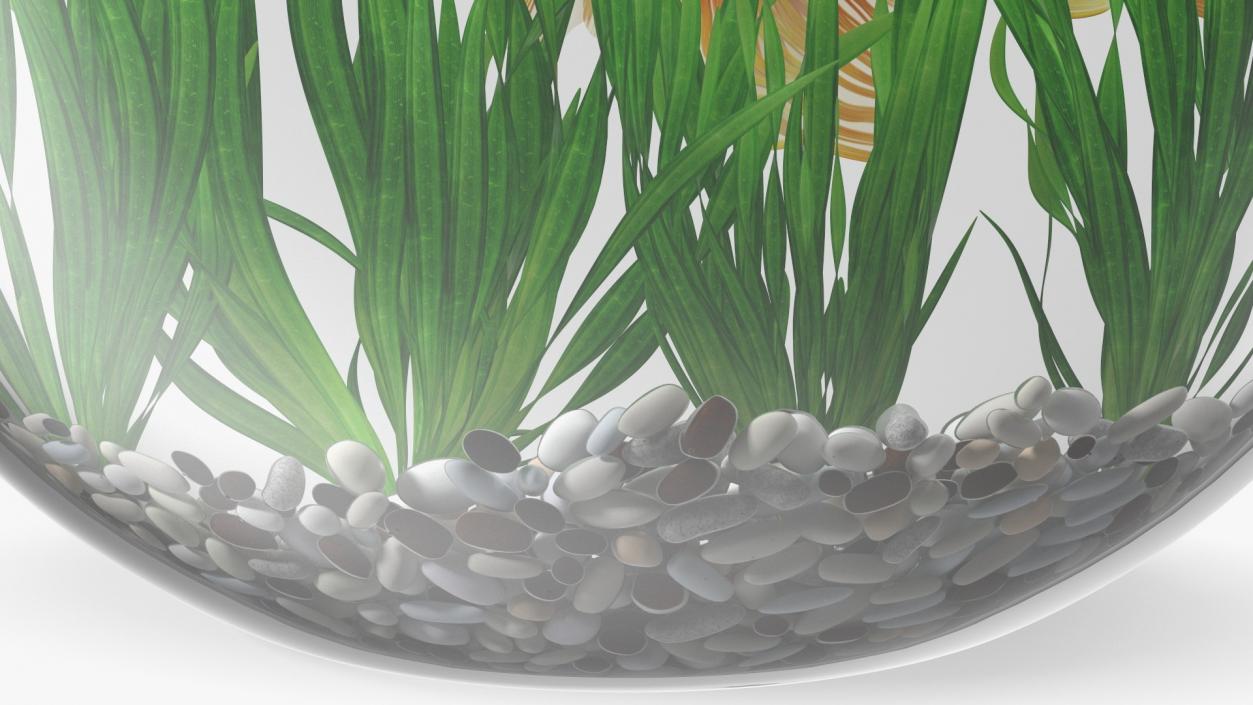 3D Round Aquariums with Fishes Collection model