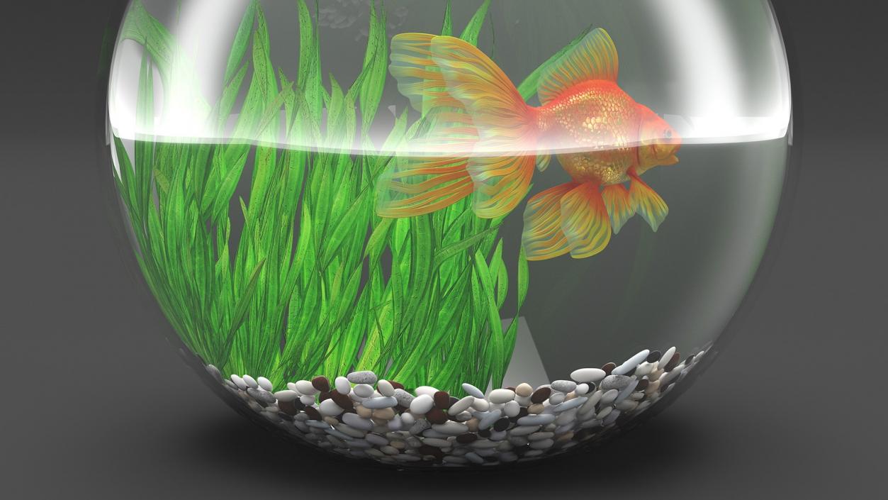 3D Round Aquariums with Fishes Collection model