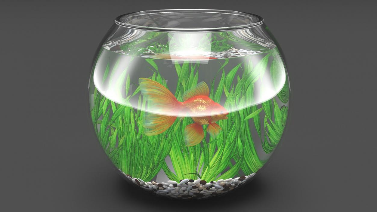 3D Round Aquariums with Fishes Collection model