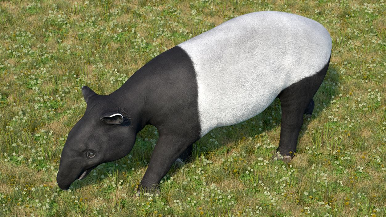 3D Tapir Walking Pose model