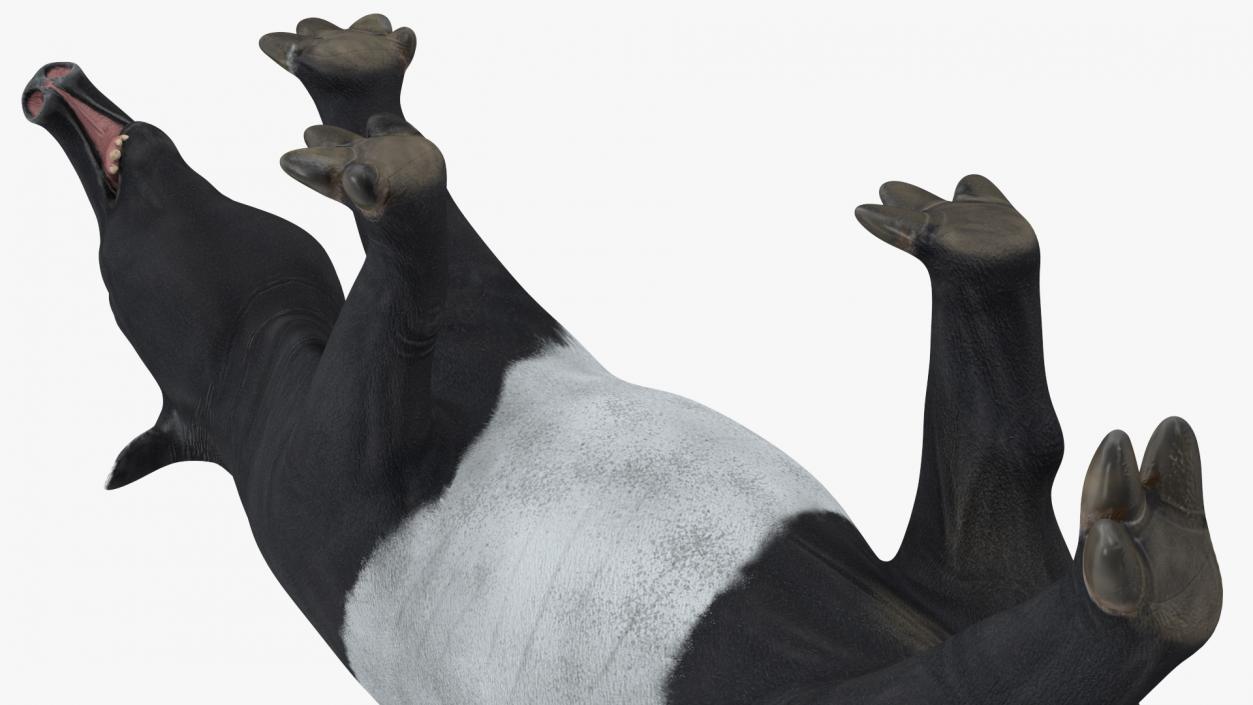 3D Tapir Walking Pose model