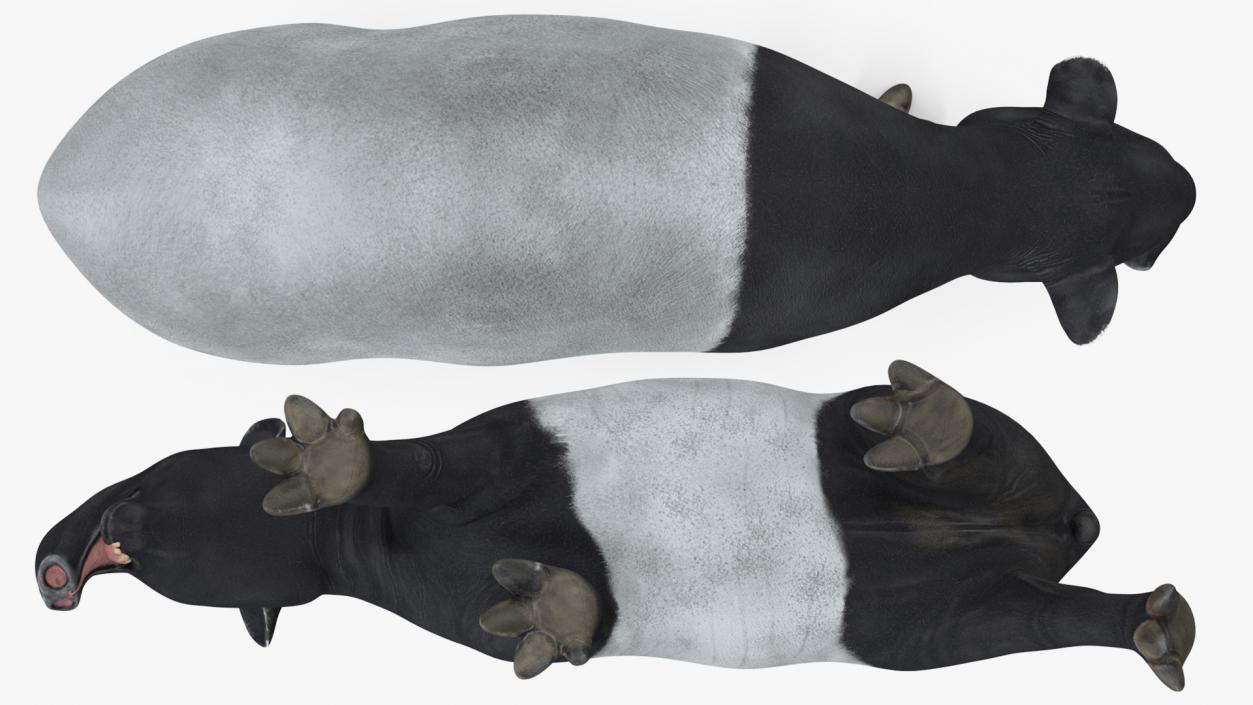 3D Tapir Walking Pose model