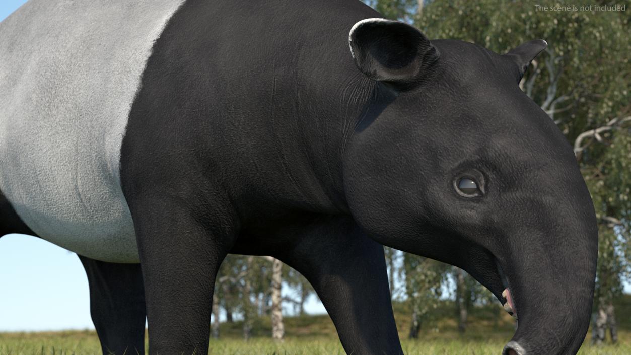 3D Tapir Walking Pose model