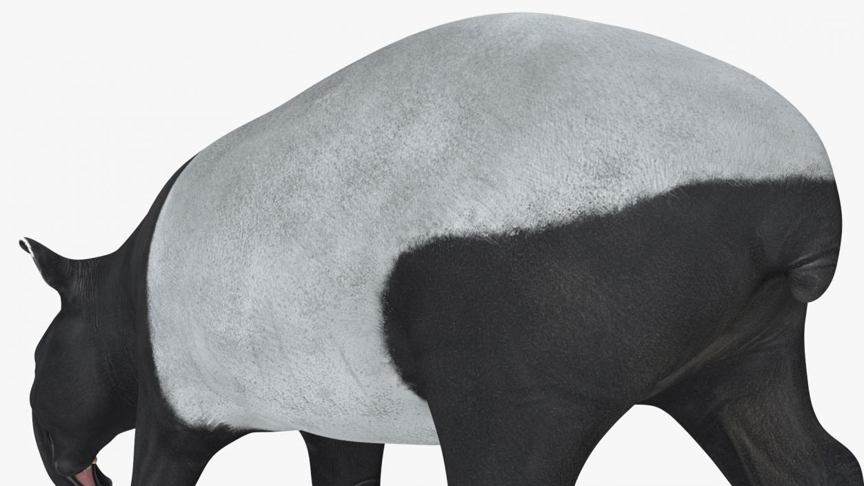 3D Tapir Walking Pose model